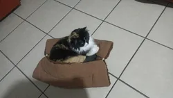 Imagen de reseña 2