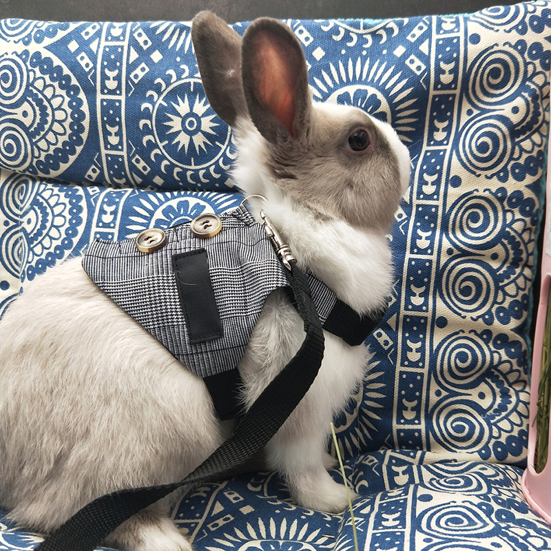 Empaque del conjunto arnés y correa