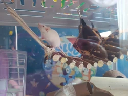 Imagen de reseña 2