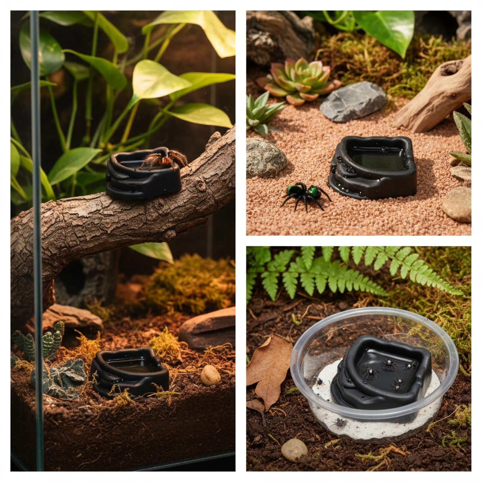 ชามน้ำไมโครทารันทูลา 6 ชิ้น ชามอาหารขนาดเล็ก อุปกรณ์เสริมสำหรับกรงสัตว์เลื้อยคลานขนาดเล็ก แมงมุม จิ้งหรีด แมงมุมยักษ์ อุปกรณ์ให้อาหาร - imagen 4