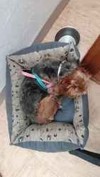 Imagen de reseña 1