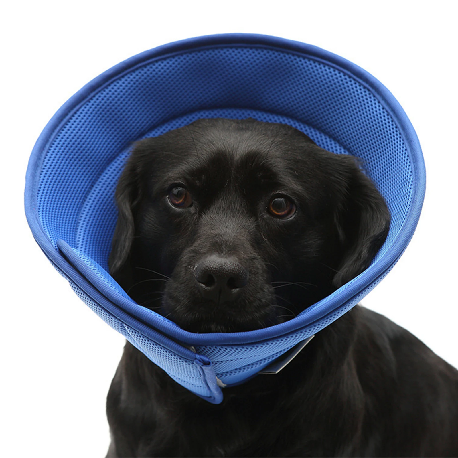 Collar isabelino suave para perros: recuperación postoperatoria - imagen 4