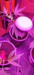 Imagen de reseña 2