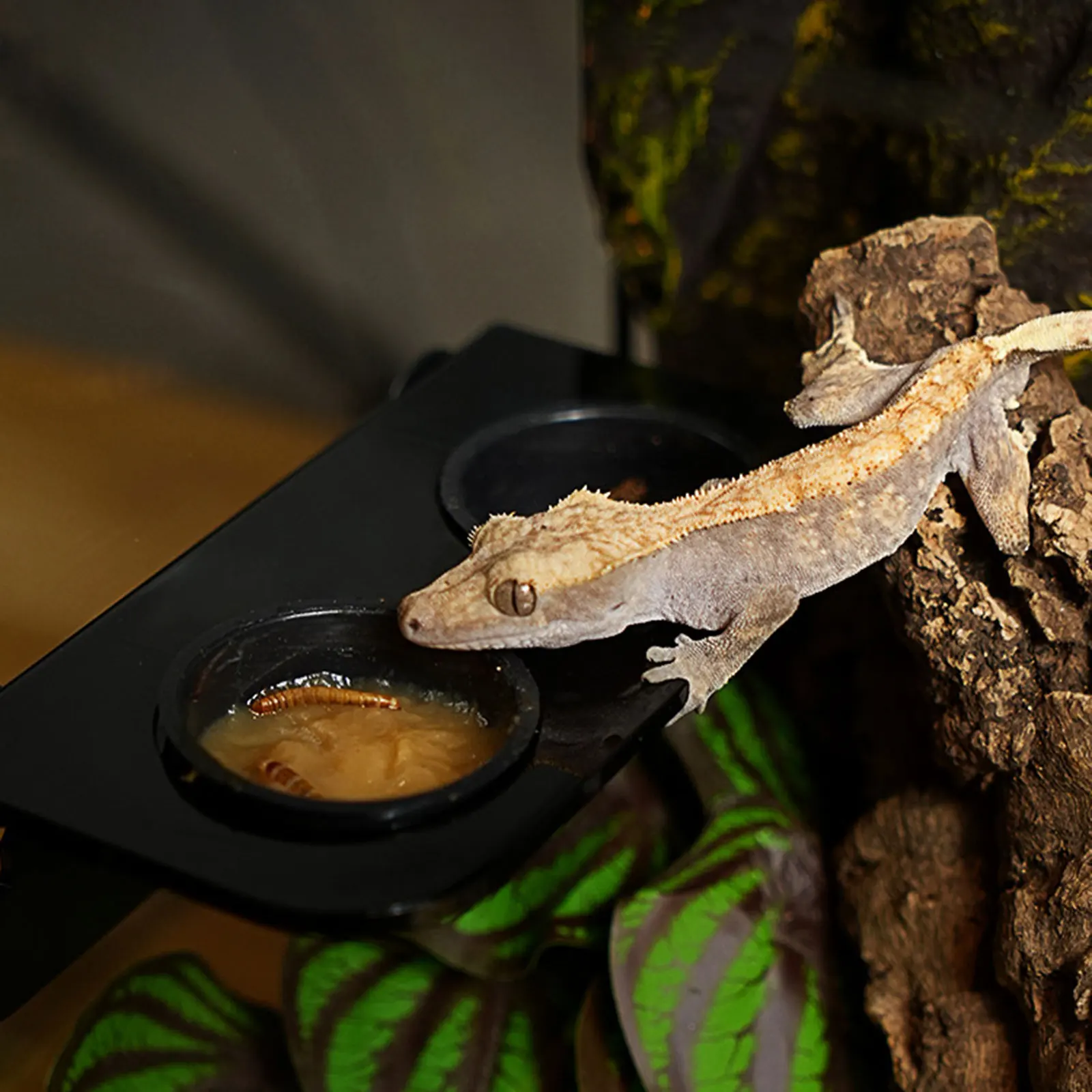 Bandeja de alimentación colgante para reptiles con ventosa, cuenco de agua para comida de mascotas para Gecko, lagarto, camaleón, árbol, ranas, tanque, repisa alimentadora