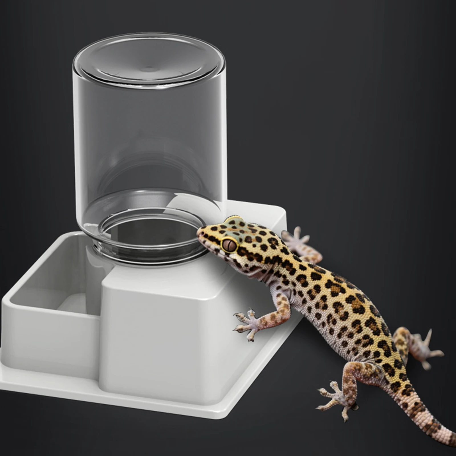 Dispensador automático de agua para reptiles con botella, botella de agua para reptiles, tortuga, plato de agua para anfibios, suministros de alimentación