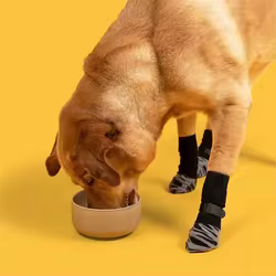 Calcetines para perros antideslizantes con agarre y cierre de gancho