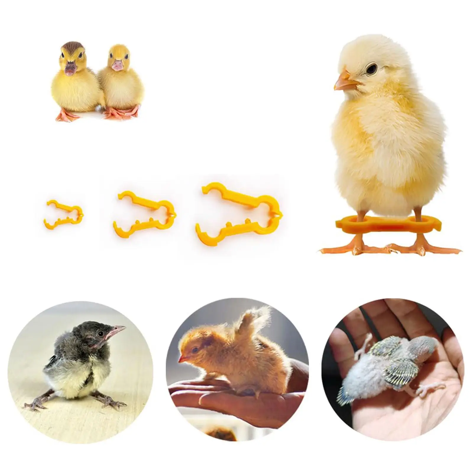 15 Uds. Banda de corrección de piernas de pollito para bebés, soporte para loros, Lovebirds - imagen 4