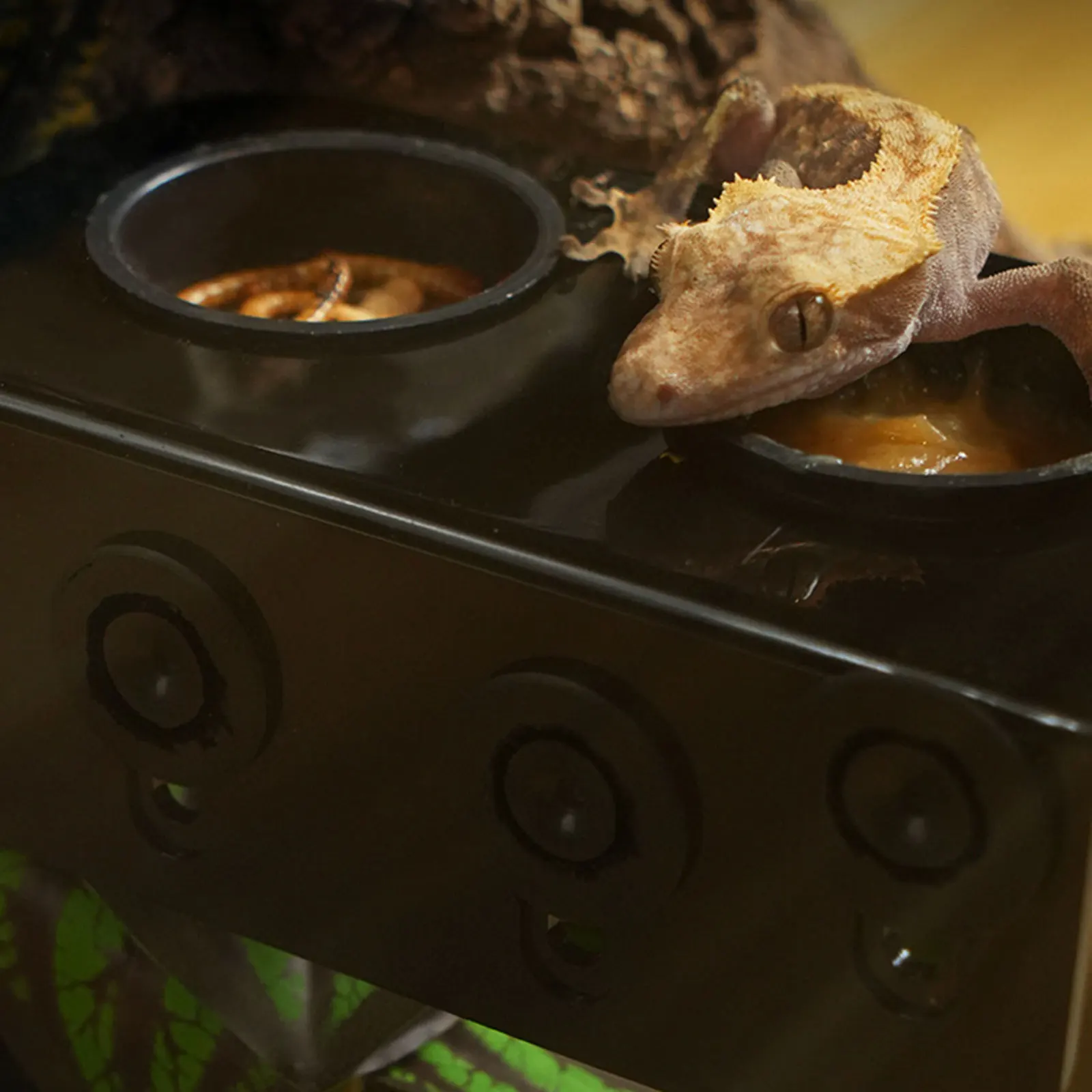 Bandeja de alimentación colgante para reptiles con ventosa, cuenco de agua para comida de mascotas para Gecko, lagarto, camaleón, árbol, ranas, tanque, repisa alimentadora - imagen 3