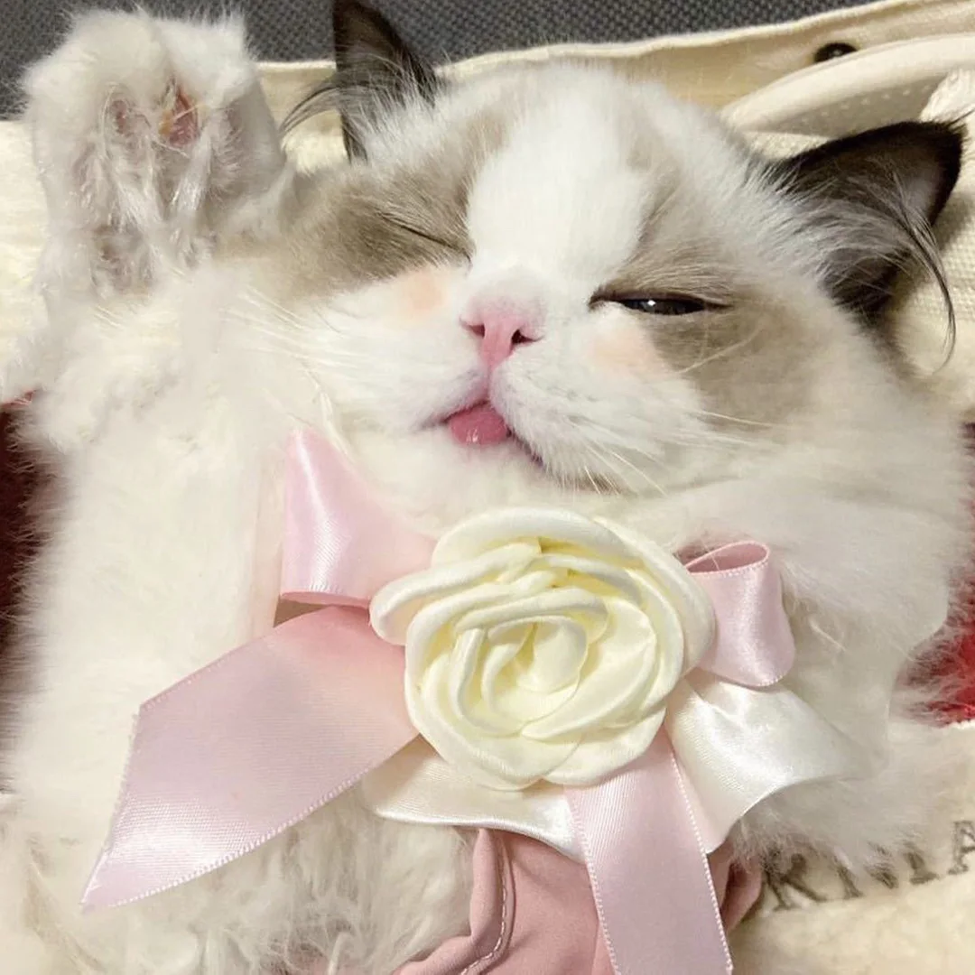 Elegant Pearl Cat Dog Collar Jewelled with Silk Ribbon Scarf Pendant Pet Bowtie Necklace for Puppy Kitten Bow Accessories Bowtie - imagen 2