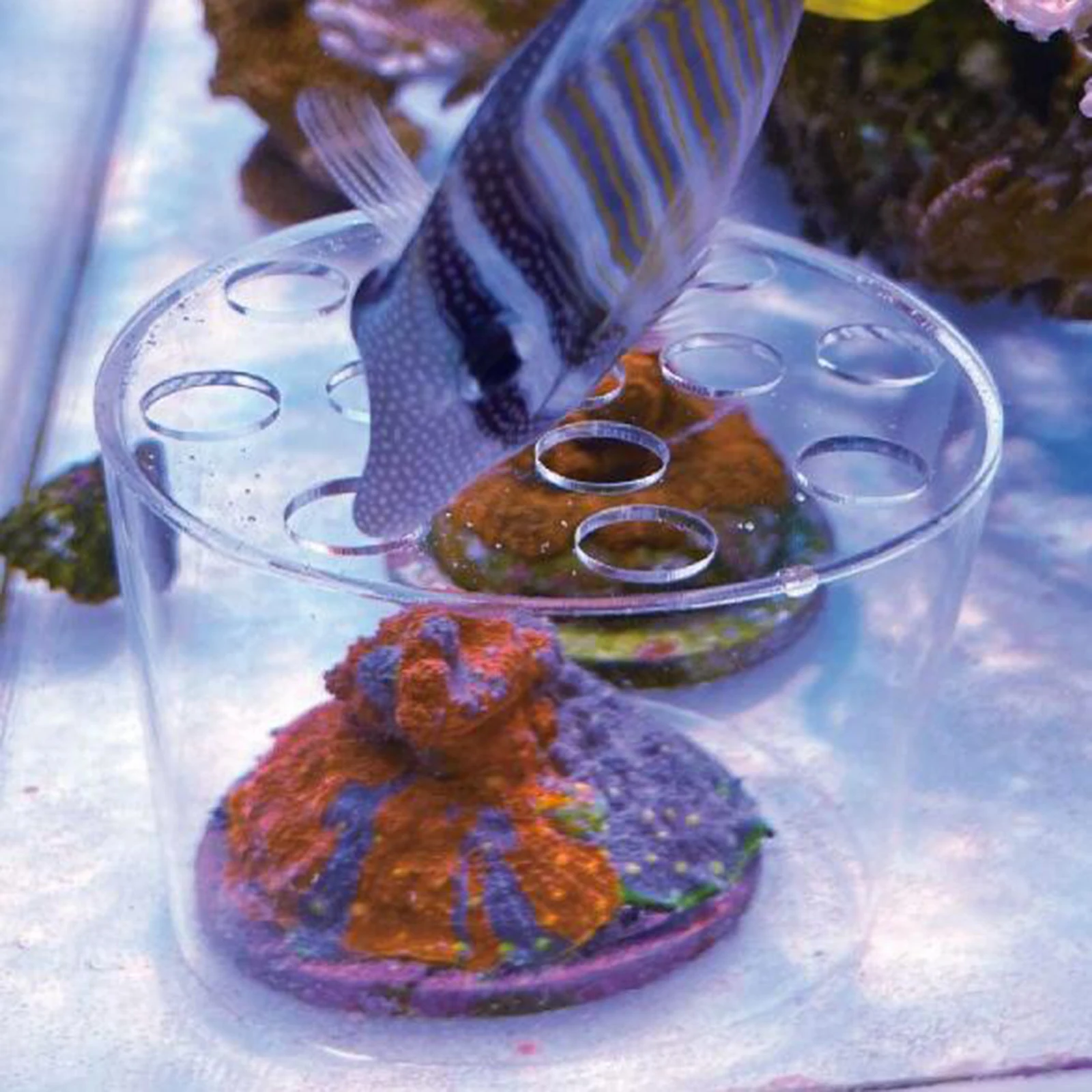 Protector de cubierta de alimentador de Coral acrílico, protector de protección de cría de alimentación de arrecife transparente para suministros de pecera de acuario - imagen 3