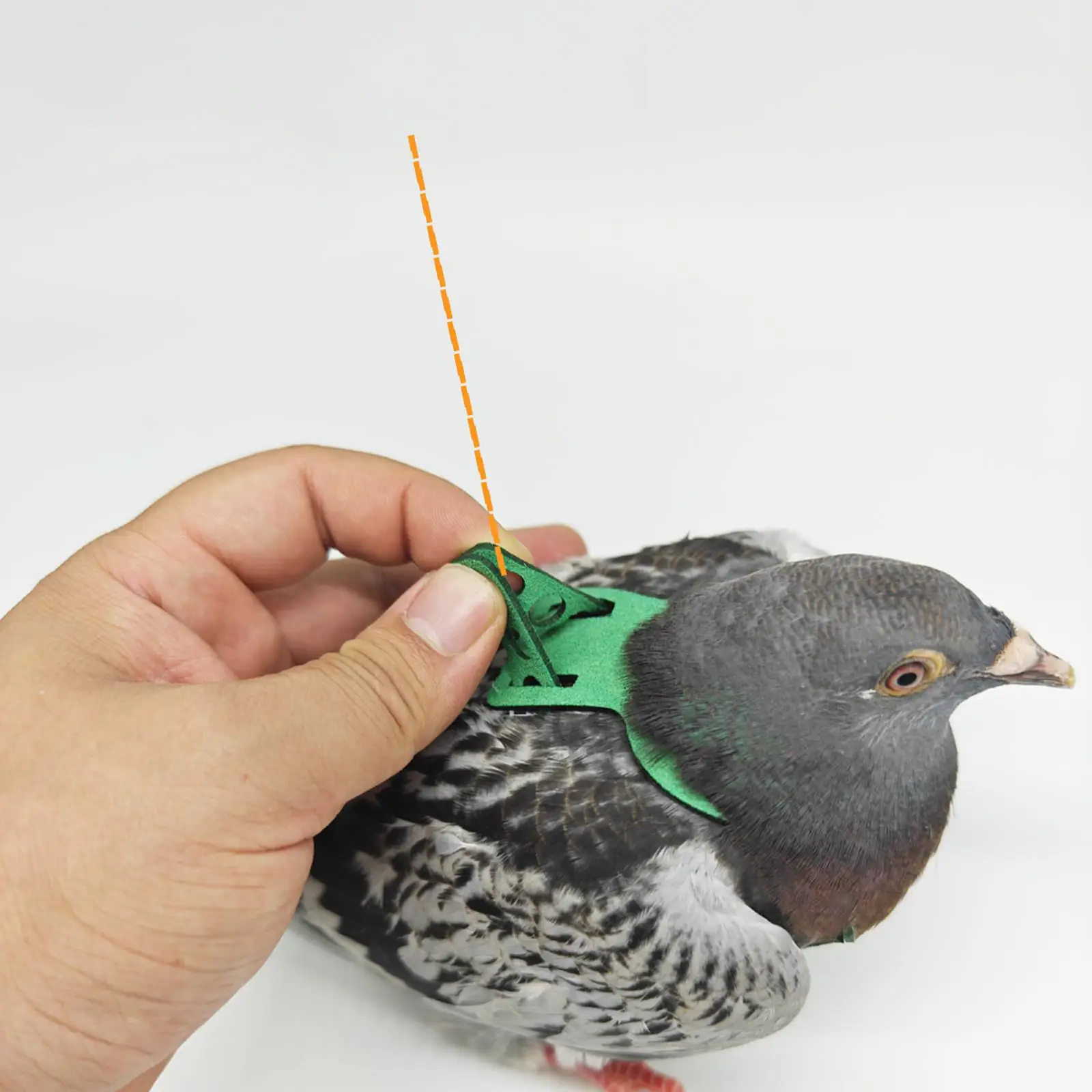 Juguete interactivo con plumas para gato – Entrenamiento con cuerda - imagen 4