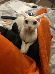 Imagen de reseña 2