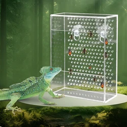 Alimentador pared reptiles – Comedero ventosas para gecko y dragón barbudo