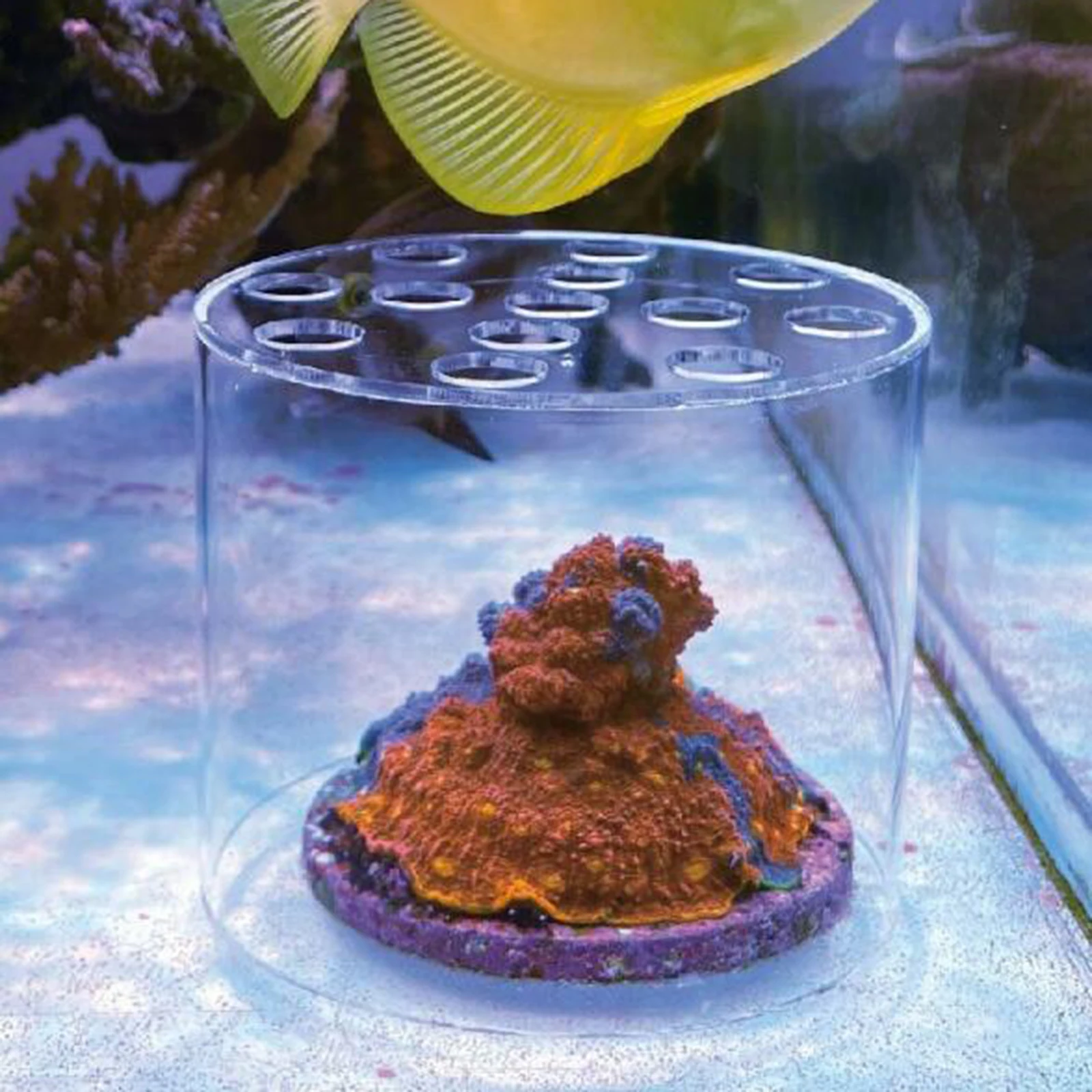 Protector de cubierta de alimentador de Coral acrílico, protector de protección de cría de alimentación de arrecife transparente para suministros de pecera de acuario