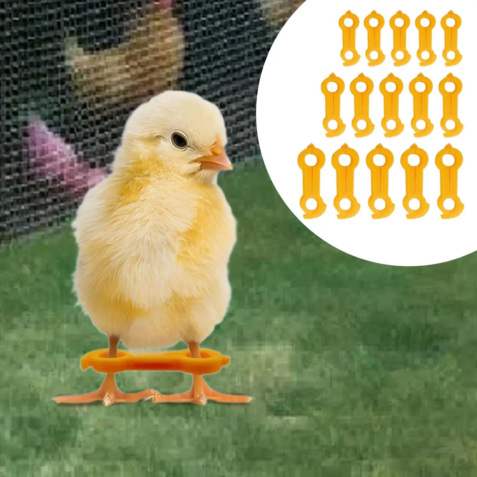 15 Uds. Banda de corrección de piernas de pollito para bebés, soporte para loros, Lovebirds - imagen 3