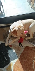 Imagen de reseña 1