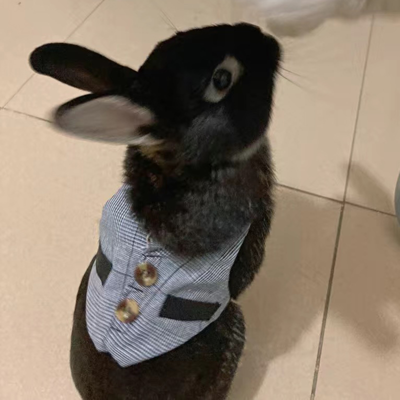 Correa combinada con el arnés