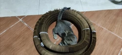 Imagen de reseña 5