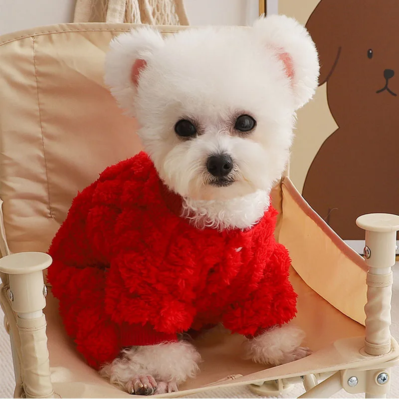 Un pequeño perro blanco con un suéter rojo sentado en una silla
