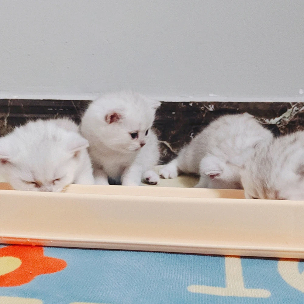 Cuenco largo de comida para gatos, estación de alimentación múltiple para gatos, plato de leche para gatitos, cuenco de agua antiderrames inclinado para gatitos y gatos adultos, antideslizante - imagen 5