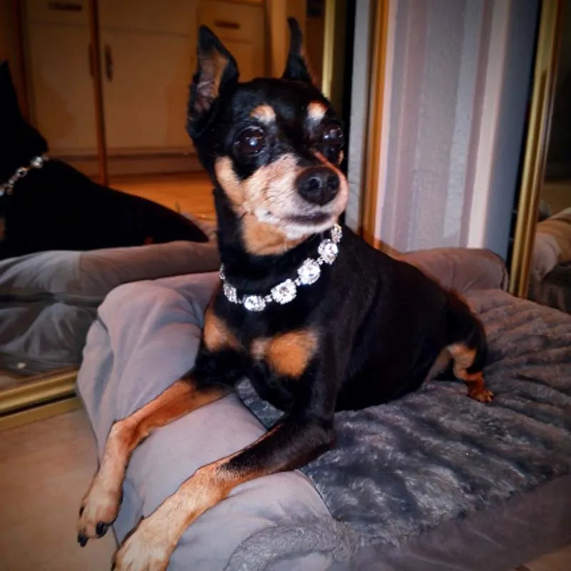 Collar de perro con diamantes de imitación ostentosos, joyería de diseñador de lujo, Collar de boda con piedras preciosas de princesa para perros y gatos, para cachorros pequeños y medianos - imagen 2