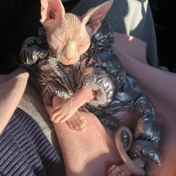 Mono térmico para gato Sphynx – Abrigo cálido ajustable