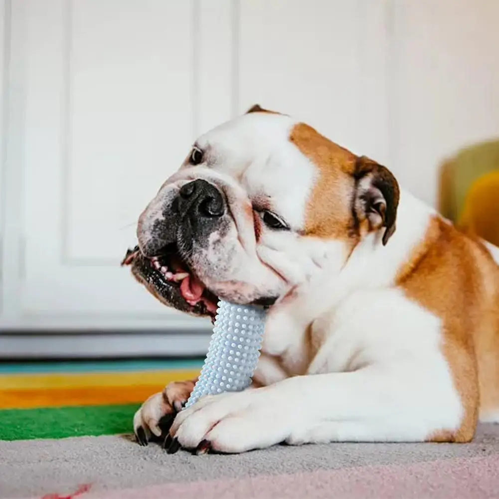 Un perro con un cepillo de dientes en la boca