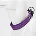 purple dog collar