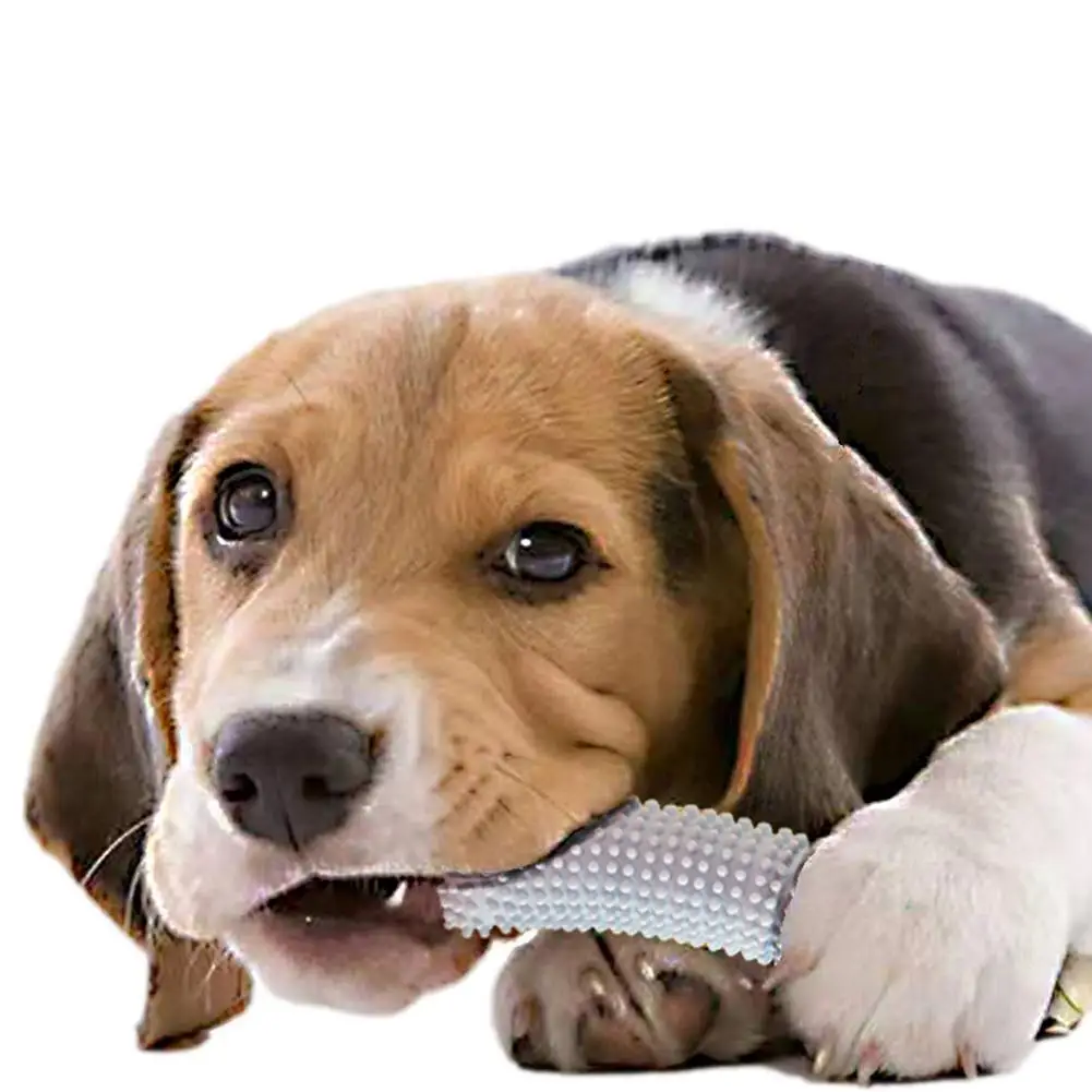Un perro con un cepillo de dientes en la boca