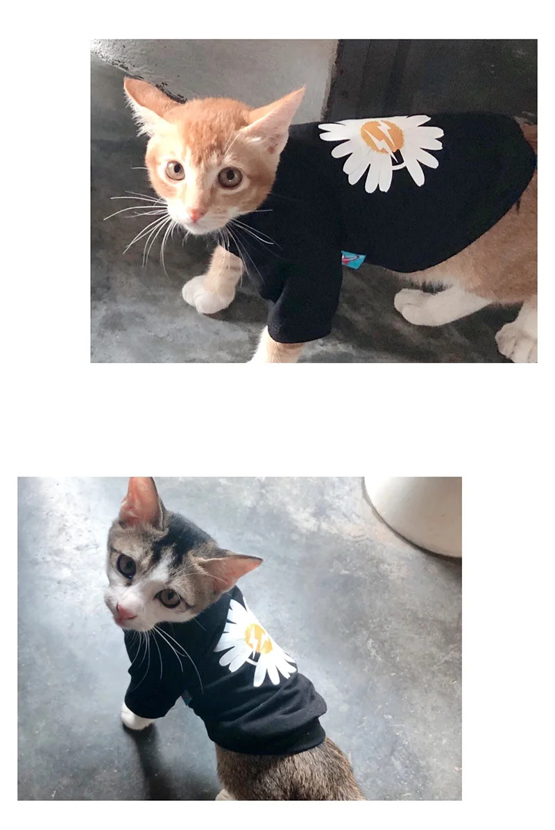 Gato Sphynx con camiseta sin mangas de estampado divertido