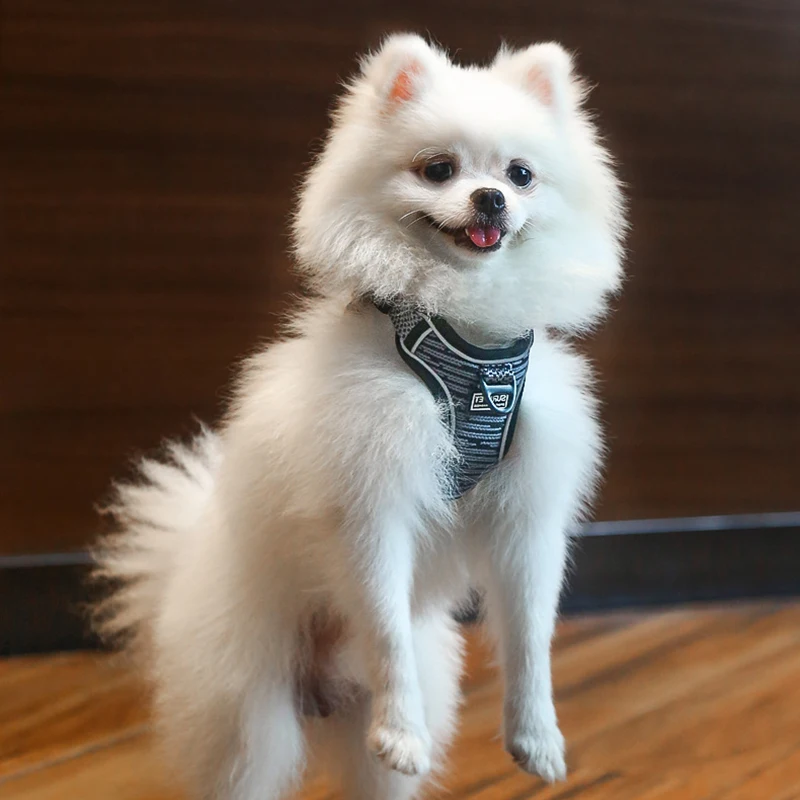 Conjunto de arnés y correa reflectante para Mascotas, chaleco ajustable para perros pequeños y medianos, accesorios para Mascotas - imagen 5
