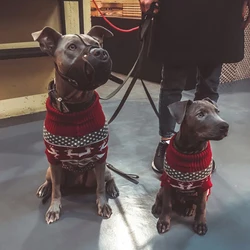 Jersey térmico con rayas para perro – Abrigo cálido para invierno