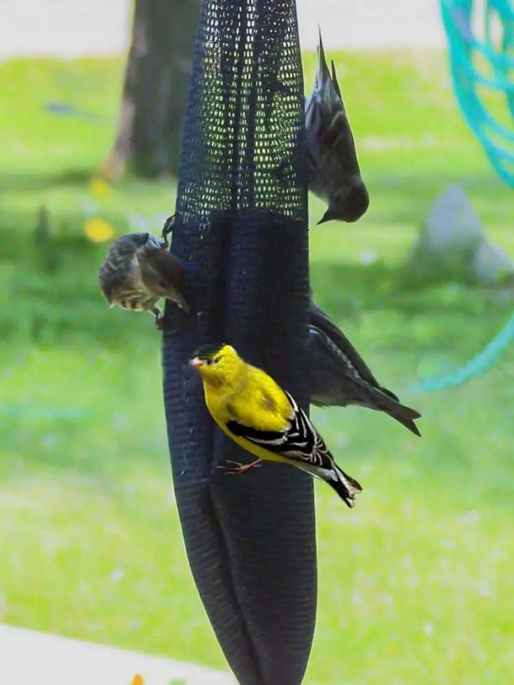 Kits de alimentador de alimentos para aves salvajes, bolsa de semillas, soporte de alimentos seguro, herramienta de suministro de alimentos colgante para mascotas - imagen 3