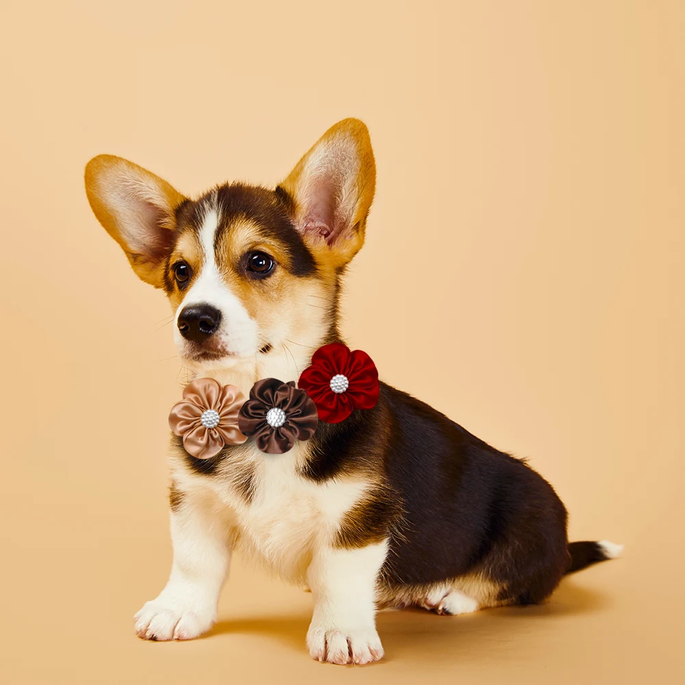 Pajaritas para Mascotas - Pack 50/100 Unidades - imagen 4