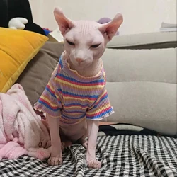 Chaleco de algodón para gato Sphynx – Protección térmica ligera Primavera