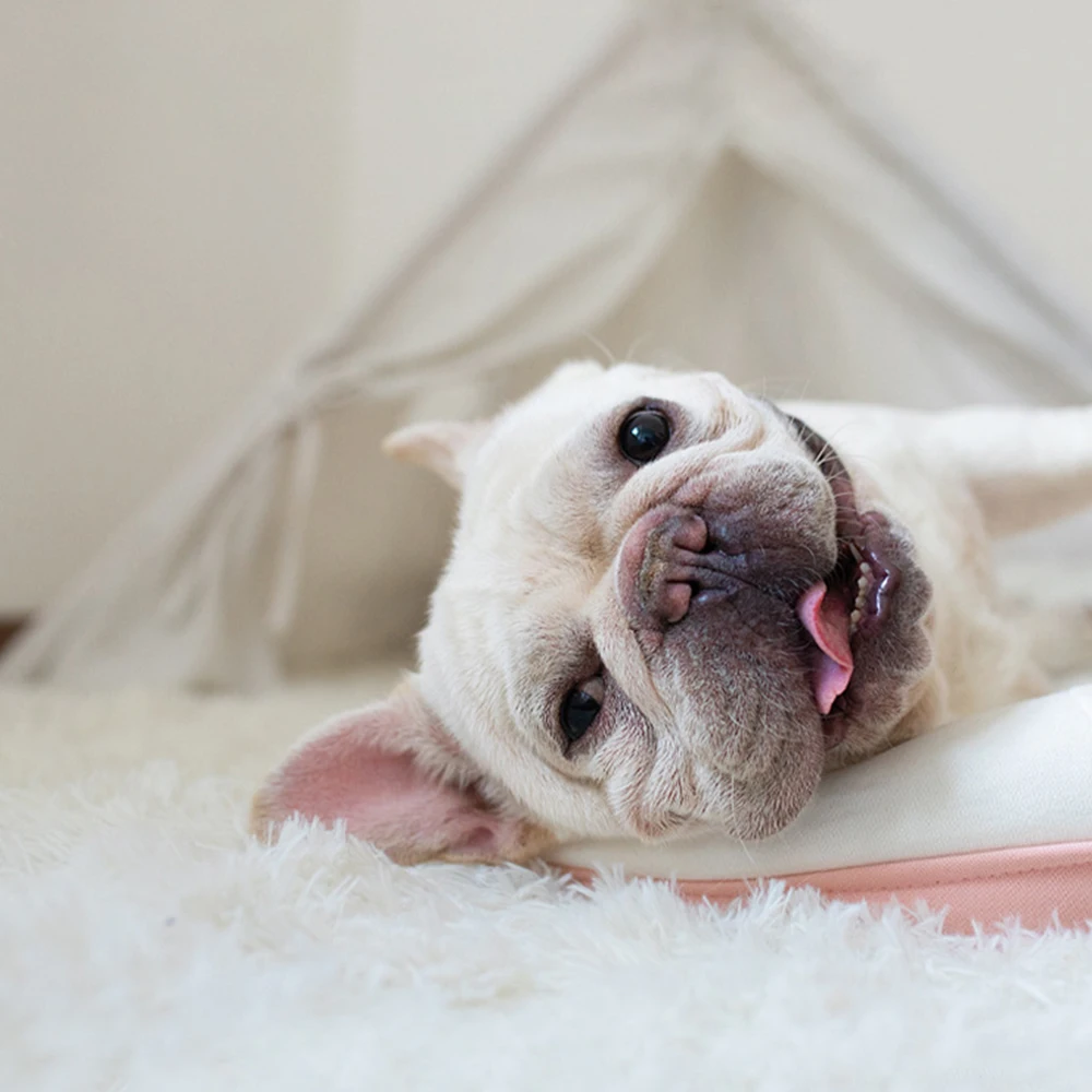 Manta de felpa esponjosa para perros y gatos, colchoneta para dormir, colchón Extra suave y cálida para mascotas pequeñas, medianas y grandes - imagen 2