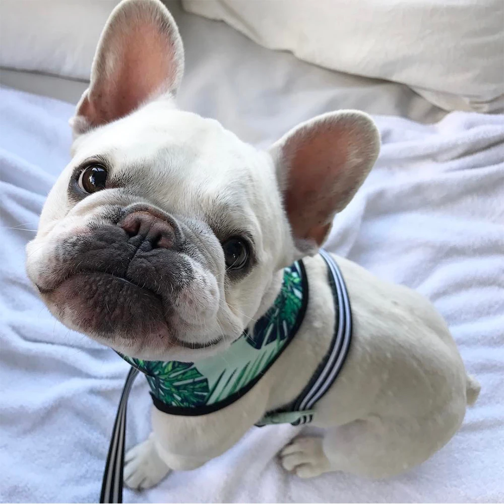 Arnés de verano sin tirones para perro, chaleco para perros medianos y pequeños, conjunto de correa para cachorros, transpirable, Bulldog Francés, Pug - imagen 3