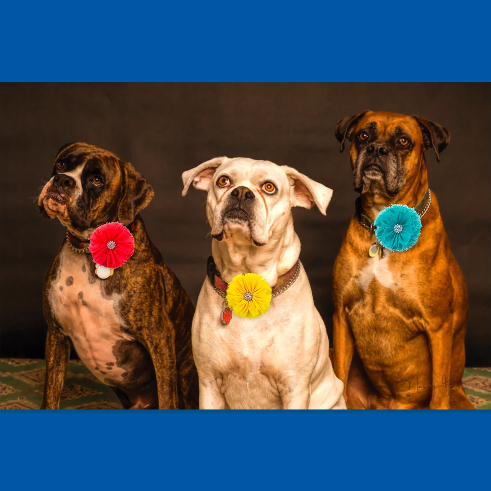 Diamond pet dog bowties - funcionalidad