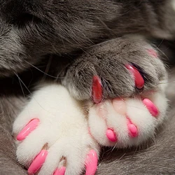 Fundas de uñas de silicona para gatos antiarañazos con pegamento
