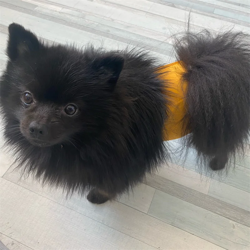 Pantalones cortos de pañales para perros de alta calidad, pantalones fisiológicos de seguridad antitenuta para perros pequeños y medianos, Teddy Chihuahua - imagen 5