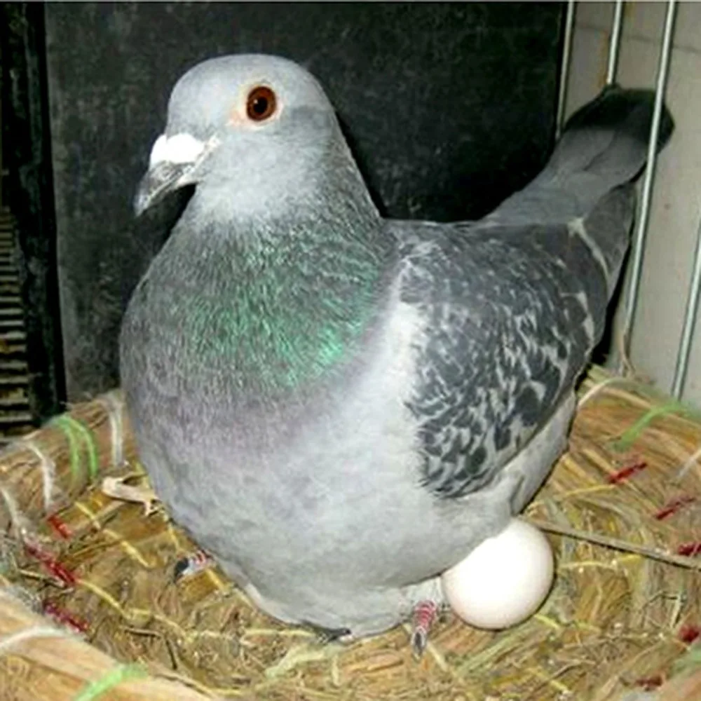 Simulación de huevo de pájaro falso, herramientas de Avicultura, nido, huevos para incubar, decoración del día de Navidad y Pascua, artesanía blanca DIY