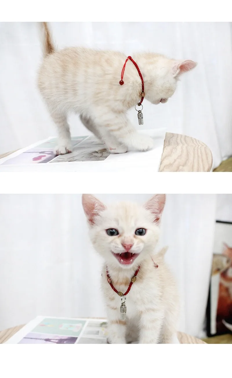 100 Uds. Etiqueta colgante de seguridad para mascotas, identificación de mascotas, dirección, barril, gato, perro, cachorro, Animal PEQUEÑO, tubo de identidad, etiqueta de nombre, tubo de barril de metal - imagen 5