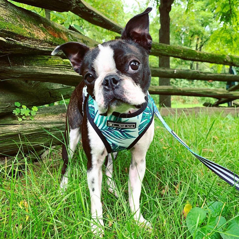 Arnés verano sin tirones perro - Empaque y presentación