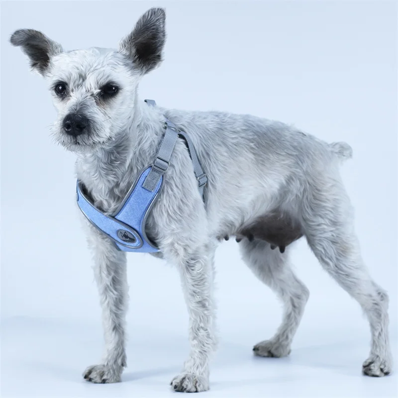 Conjunto arnés correa perro bulldog francés - Empaque completo