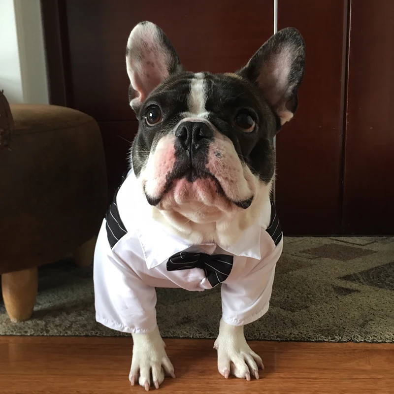 Traje Elegante para Perros Pequeños - Fiesta y Boda - imagen 5