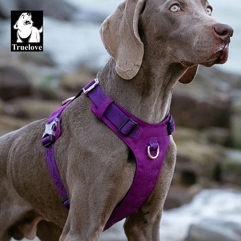 Purple dog harness
