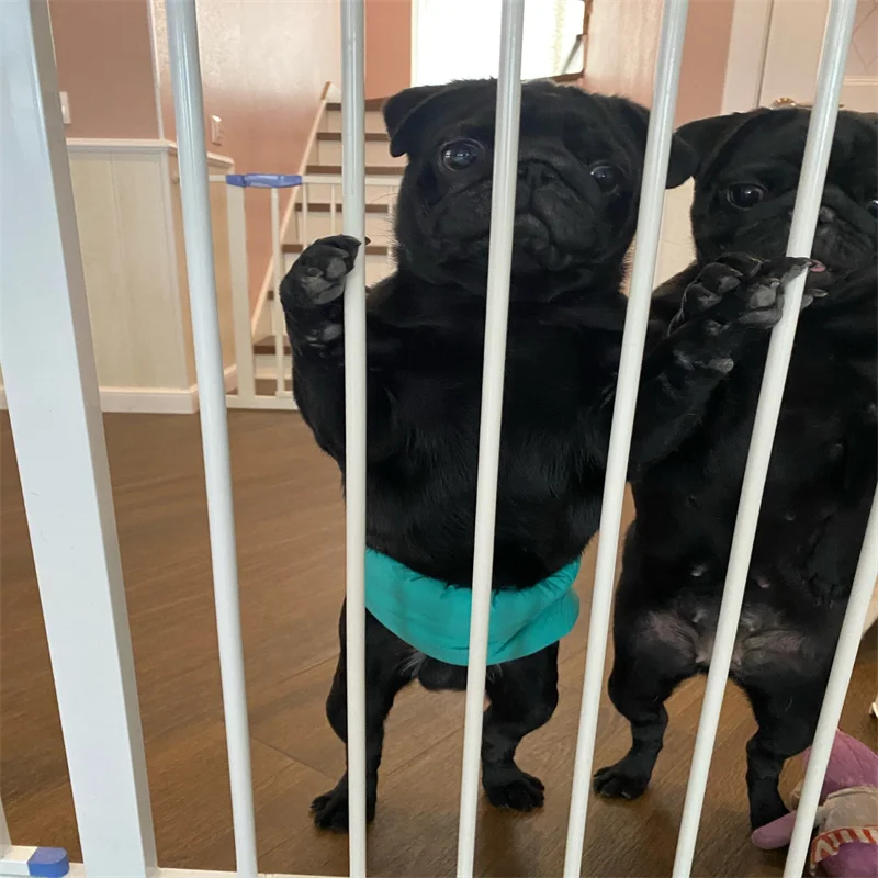 Pantalones cortos pañales perros - Empaque y presentación