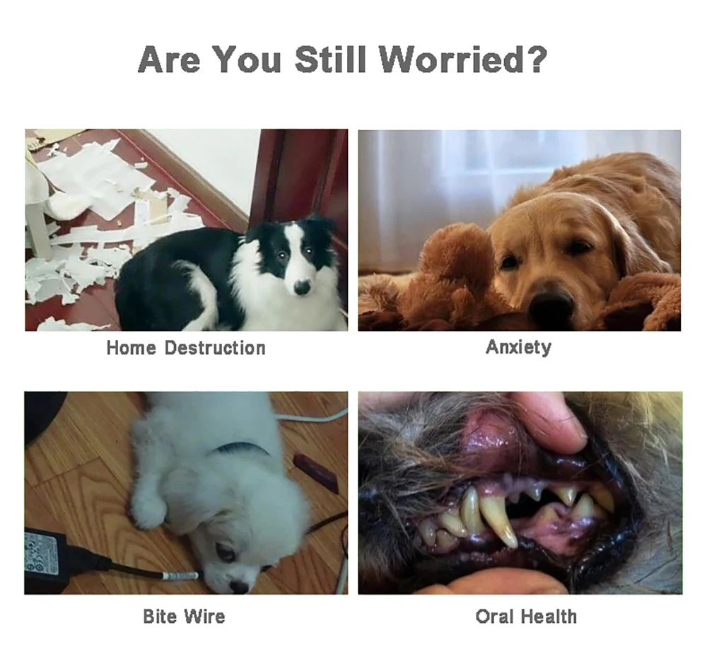 Perro sujetando un juguete de peluche con la boca mientras juega