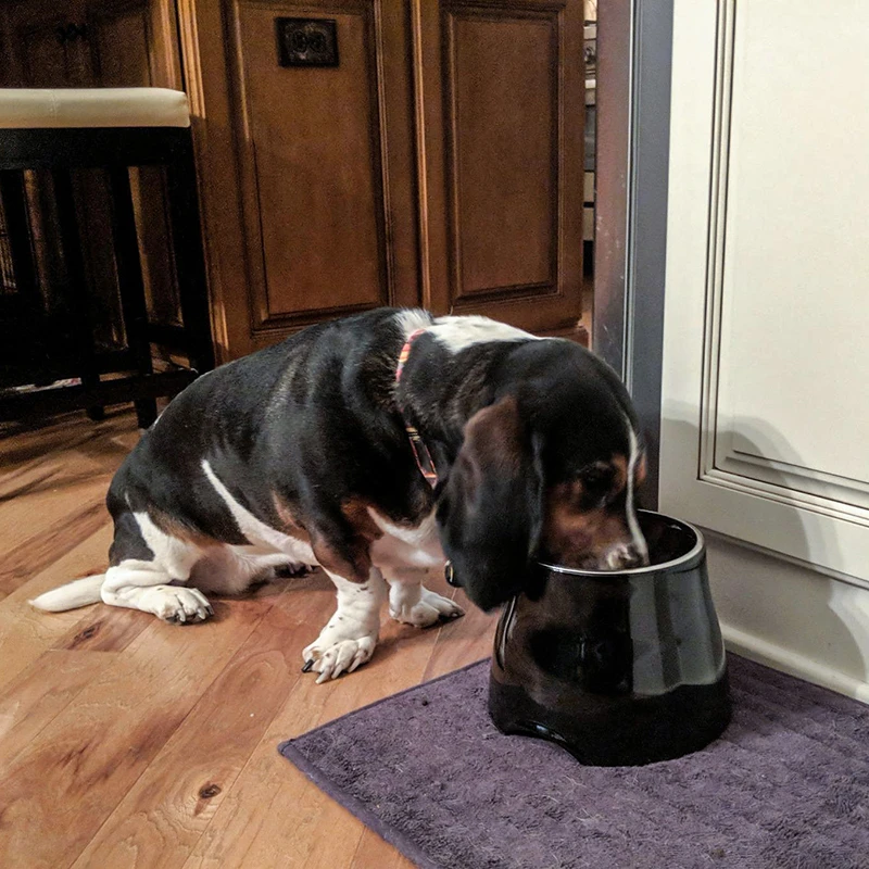 Benepaw-cuenco elevado de calidad para perros, recipiente extraíble de acero inoxidable, no tóxico, con soporte, Apto para lavavajillas, alimentación para cachorros - imagen 5