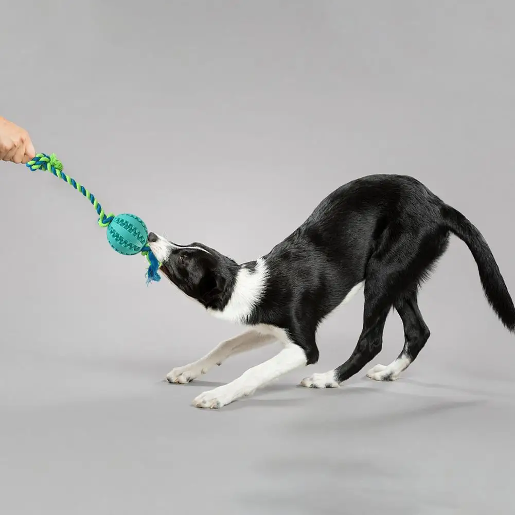 Pelota interactiva de goma para perro, juguete para masticar, Limpieza de dientes, alimentación, suministros para mascotas - imagen 3